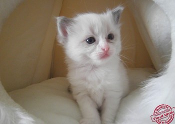 mâle blue bicolour n°2 - RESERVE - Chatterie Ragdolls du Val de Beauvoir